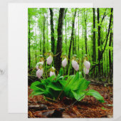 Roze Lady Slipper wild Orchid (Voorkant / Achterkant)
