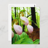 Roze Lady Slipper wild Orchid Briefkaart (Voorkant / Achterkant)