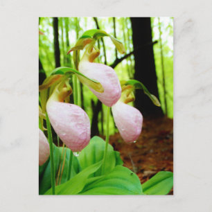 Roze Lady Slipper wild Orchid Briefkaart