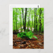 Roze Lady Slipper wild Orchid Briefkaart (Voorkant / Achterkant)