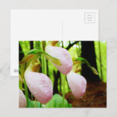 Roze Lady Slipper wild Orchid Briefkaart (Voorkant / Achterkant)