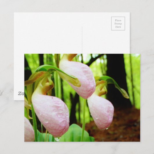 Roze Lady Slipper wild Orchid Briefkaart (Voorkant / Achterkant)