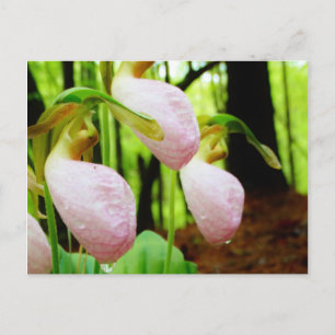 Roze Lady Slipper wild Orchid Briefkaart