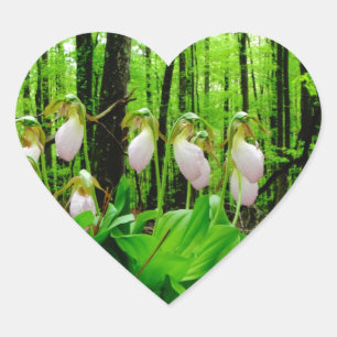 Roze Lady Slipper wild Orchid Hart Sticker