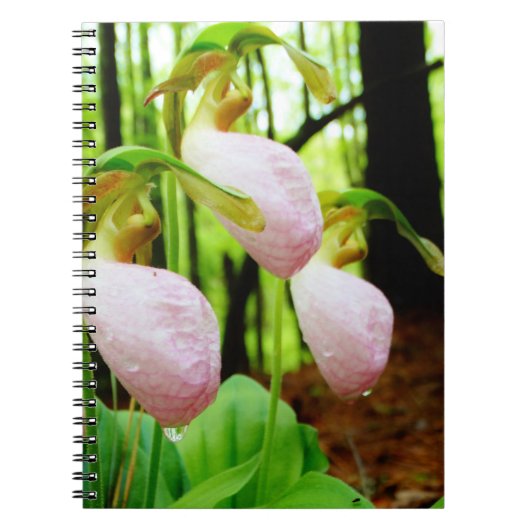 Roze Lady Slipper wild Orchid Notitieboek (Voorkant)