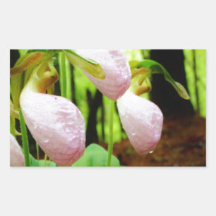 Roze Lady Slipper wild Orchid Rechthoekige Sticker