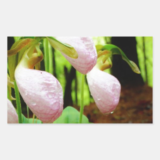 Roze Lady Slipper wild Orchid Rechthoekige Sticker (Voorkant)
