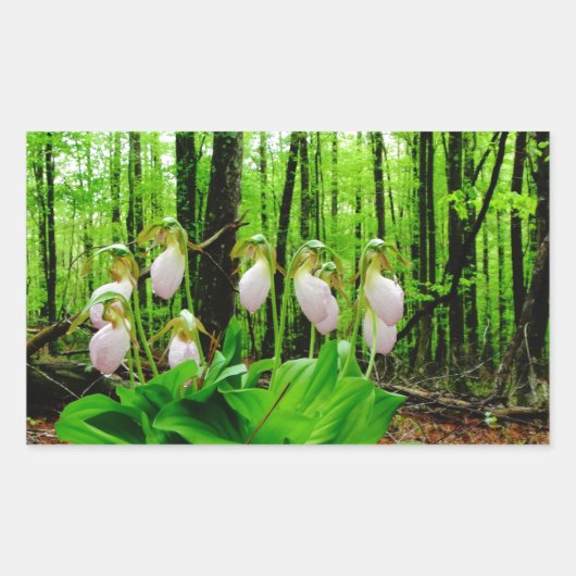 Roze Lady Slipper wild Orchid Rechthoekige Sticker (Voorkant)