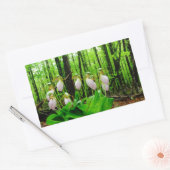 Roze Lady Slipper wild Orchid Rechthoekige Sticker (Envelop)