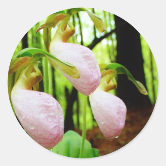 Roze Lady Slipper wild Orchid Ronde Sticker (Voorkant)