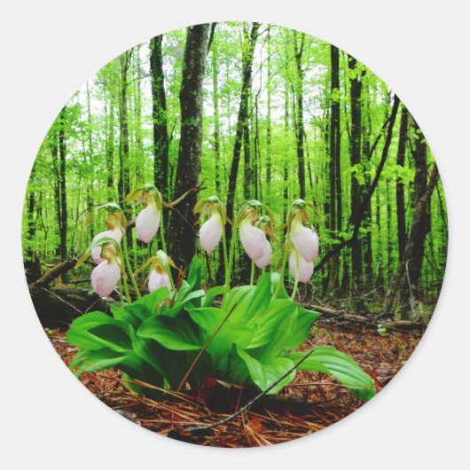 Roze Lady Slipper wild Orchid Ronde Sticker (Voorkant)
