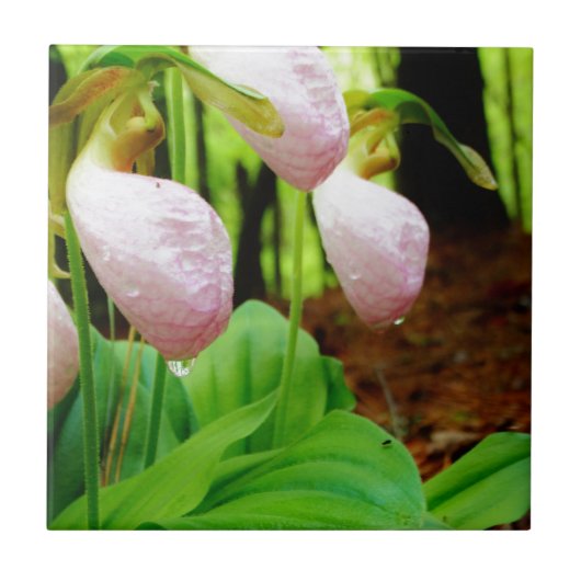 Roze Lady Slipper wild Orchid Tegeltje (Voorkant)