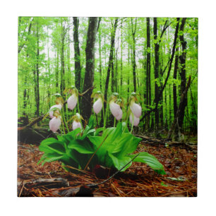Roze Lady Slipper wild Orchid Tegeltje