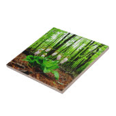 Roze Lady Slipper wild Orchid Tegeltje (Zijkant)