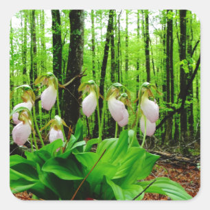Roze Lady Slipper wild Orchid Vierkante Sticker