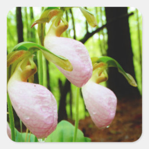 Roze Lady Slipper wild Orchid Vierkante Sticker
