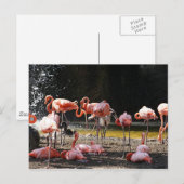 Roze lamingos briefkaart (Voorkant / Achterkant)