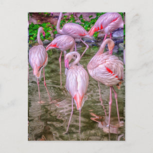 Roze lamingos briefkaart