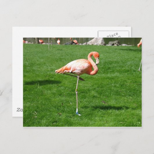 Roze lamingos briefkaart (Voorkant / Achterkant)