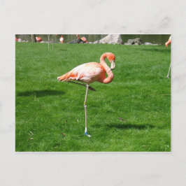 Roze lamingos briefkaart