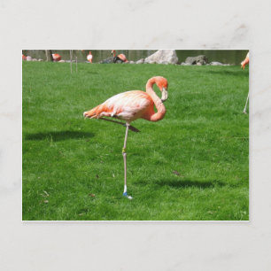 Roze lamingos briefkaart