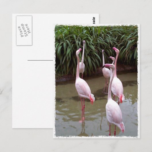 Roze lamingos briefkaart (Voorkant / Achterkant)