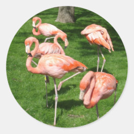 Roze lamingos ronde sticker