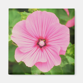 Roze Lavatera Magneet
