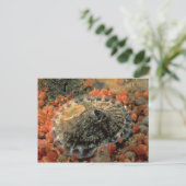 Roze ledemaat (Diodora aspera) Shell Briefkaart (Staand voorkant)