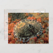 Roze ledemaat (Diodora aspera) Shell Briefkaart (Voorkant / Achterkant)