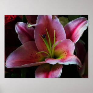 ROZE LEILIEBLOEM POSTER