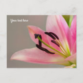 Roze lelie ansichtkaart briefkaart (Voorkant)
