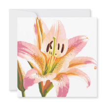 Roze lelie bloem | Aquarel bloemschilderij