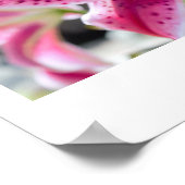 Roze Lelie Bloem Foto Poster (Hoek)