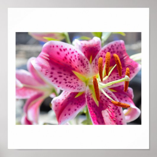 Roze Lelie Bloem Foto Poster (Voorkant)