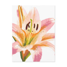 Roze Lelie Bloem | Waterverf Bloemschildering