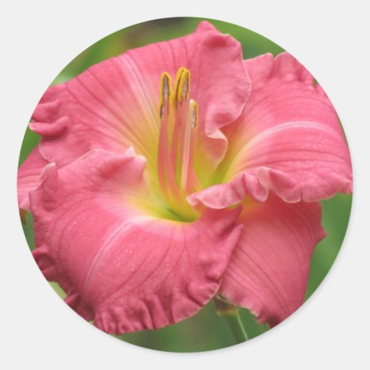 Roze Lelie - Daglelie Ronde Sticker (Voorkant)