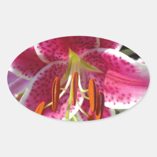 Roze lelie roze bloemenroze bloem tropische bloem ovale sticker