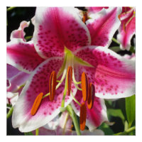 Roze lelie roze bloemenroze bloem tropische bloem