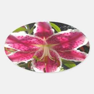 Roze lelies roze tropische bloemen roze bloemig ovale sticker