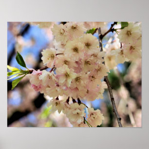 Roze lentbloem 3 poster