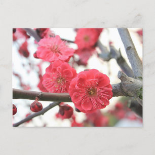 roze lentbloem briefkaart