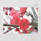 roze lentbloem briefkaart (Voorkant)