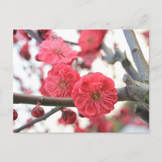 roze lentbloem briefkaart (Voorkant)