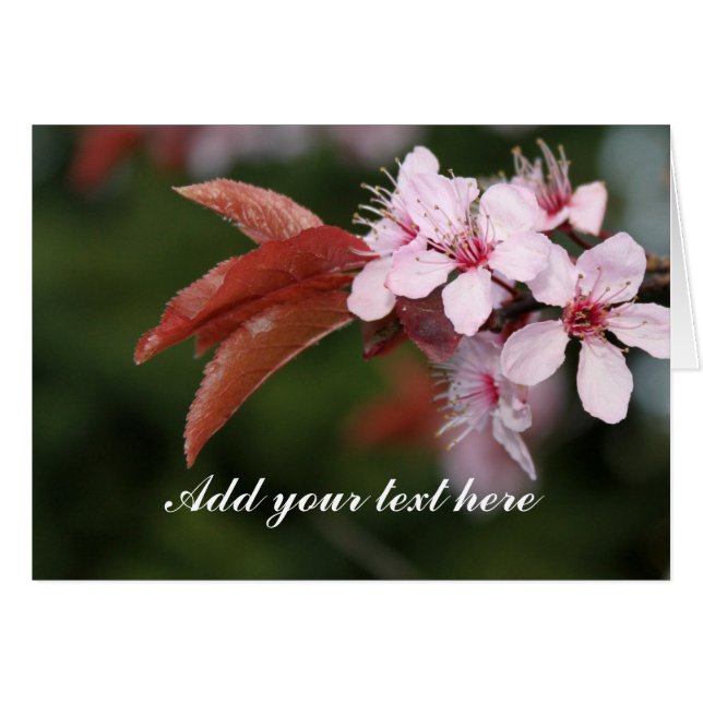 roze lentbloemen (Voorkant Horizontaal)