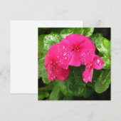 roze lentbloemen macrofotografie (Voorkant / Achterkant)