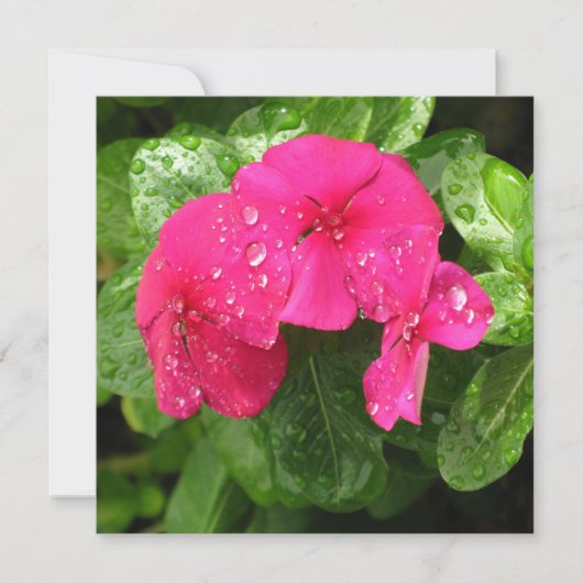roze lentbloemen macrofotografie (Voorkant)