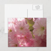 Roze lente bloesems briefkaart (Voorkant / Achterkant)