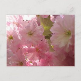Roze lente bloesems briefkaart