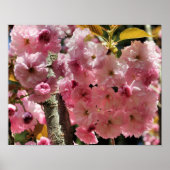Roze lente bloesems poster (Voorkant)
